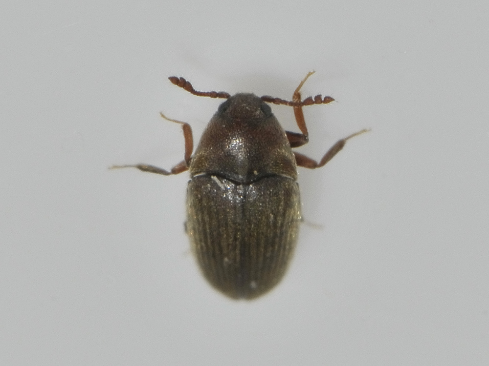 Throscidae: Trixagus sp.